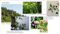 a collage of plants with the words vira vines