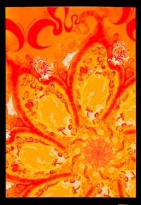 an orange flower with a black background